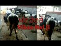 Hf Cow For Sale in punjab with female calf