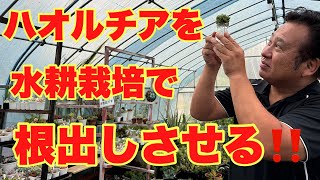 Haworthia] Rooting via Hydroponics‼️ - YouTube