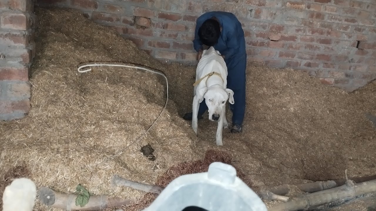 A Boy and His Dog Sharing a Perfect Happy Day 🐶😊