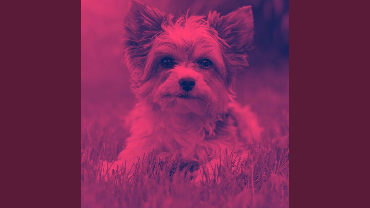 Amazing Smart Pups - YouTube