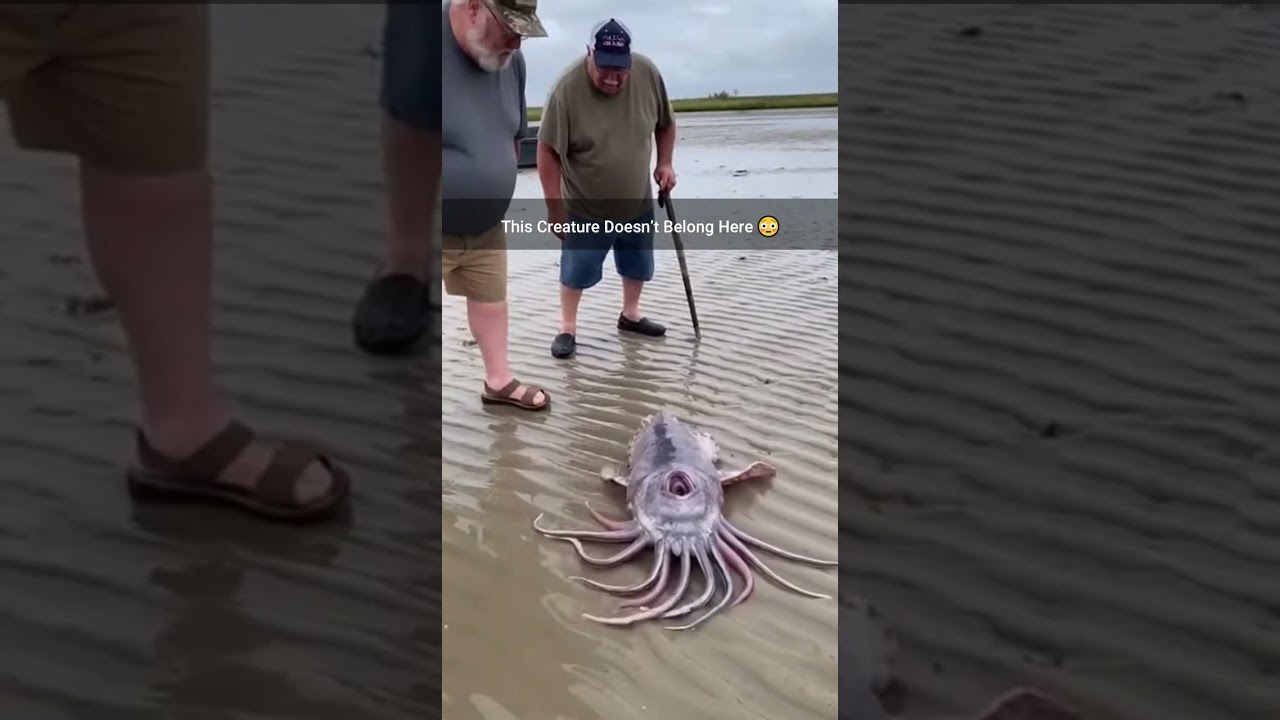 Они обнаружили это во время отлива… 😳