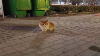 一直蹲守在国道边垃圾桶上的美貌流浪猫(1)它在等什么