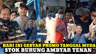 GEBYAR PROMO DITANGGAL MUDA!!!UPDATE HARGA BURUNG TERBARU DI PASAR BURUNG PRAMUKA KIOS SIGIT TERBARU