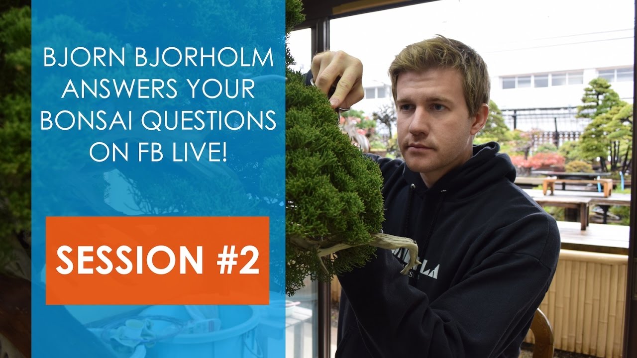 Session 2 Bjorn Bjorholm answers your bonsai questions on FB Live