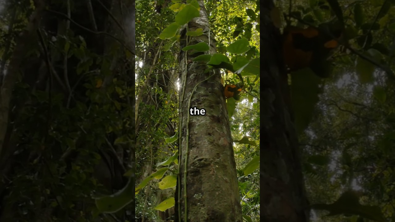 What Would You Do With Jesus's Power 