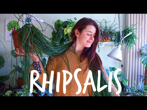 PIANTE e Chiacchiere🌿Rhipsalis cura e propagazione