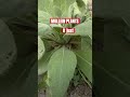 Mullein must have in the garden #cebuflor #amzonmustbuy #gardening #short #bluefilm #plantcollection