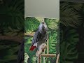 Yo tout le monde  perroquets parrot cuteparrot animals grisdugabon funny funny.s