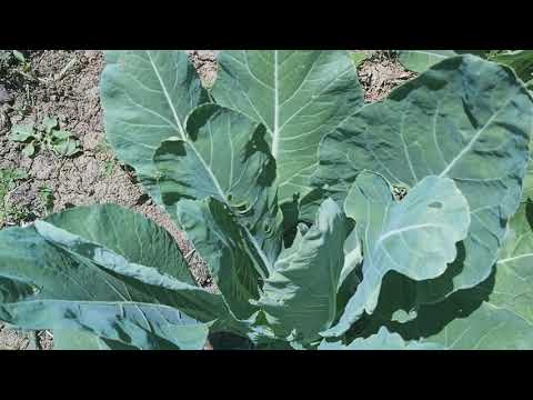 Βίντεο: Ριζοφόρα φυτά κυδωνιών: Μπορείτε να πάρετε μοσχεύματα από κυδωνιές