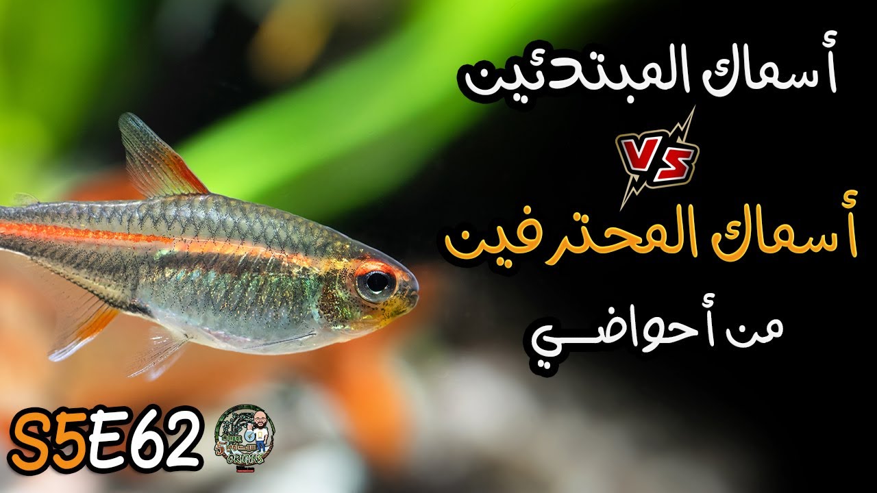 أسماك المبتدئين وأسماك المحترفين من أحواضي