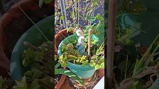 un sol con rayos azules rojizo precioso tortola y alguien que se cuela