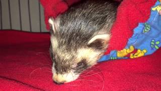Joey the Tired Ferret Snoring :)