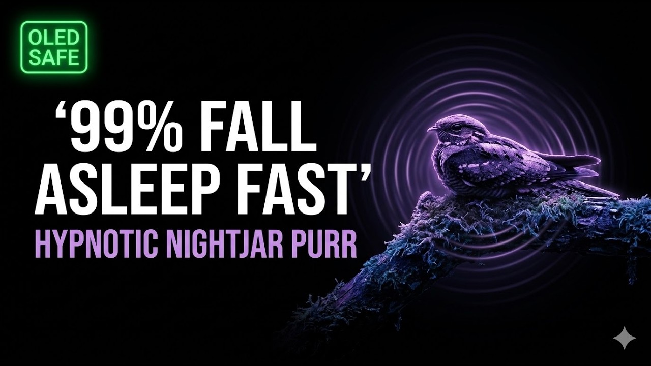 Life of Birds in a Calm Spring Evening  Black Screen Forest Bird Chorus with Nightjar for Deep Sleep