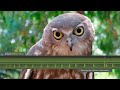 Barking owl   sounds  calls