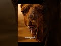 They Called Him Strong 🐫