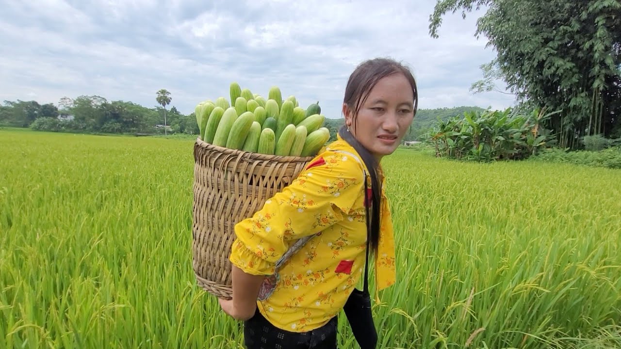 Harvesting cucumber gardens bring it to the market to sell for money ...