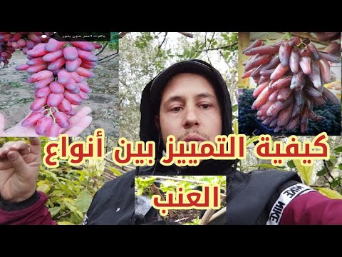 كيفية التمييز بين أنواع العنب زراعة العنب بالعقل إكثار العنب بالعقل