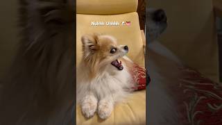 Louis The Pom Put Your Tongue Away