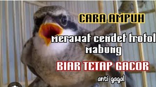 CARA MERAWAT CENDET TROTOL MABUNG ANTI MACET BUNYI ✓ CENDET TROTOL GACOR