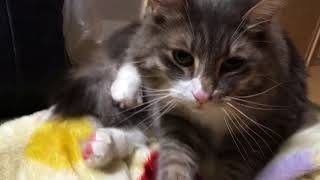 少し片足を上げたままフミフミ続ける猫 ノルウェージャンフォレストキャットknead.Norwegian Forest Cat.