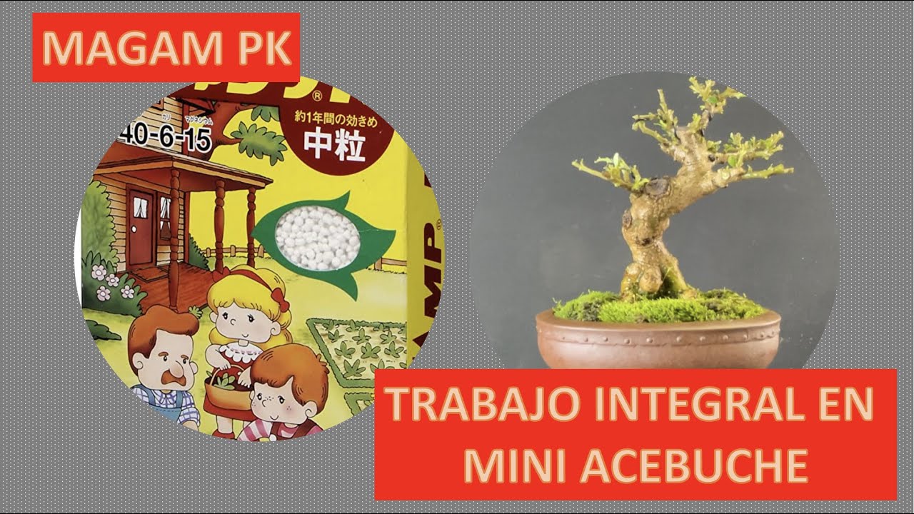MAGAM PK: ABONO PARA EL TRASPLANTE Y TRABAJO INTEGRAL EM MINI ACEBUCE
