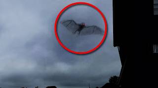 The Mothman: America's Most Mysterious Creature by Project Nightfall 93,098 views 5 months ago 8 minutes, 19 seconds