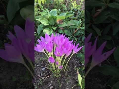 Videó: Colchicum ősz (44 Fotó): Gyógynövény ültetése és Gondozása Nyílt Terepen, A Colchicum Virág Leírása és Termesztése. Milyen Mélyre Kell ültetni?