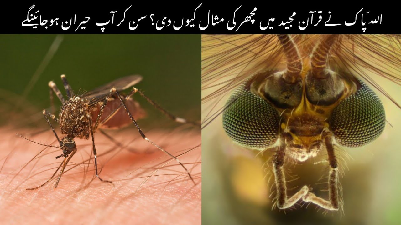 why-did-allah-create-mosquitoes-answer-will-shock-you-lg-facts-youtube