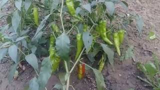 Chilli Farm in India