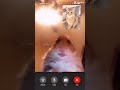 Shhh my cat is having a phone call right now🤫🐈