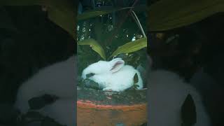 3 little white RABBITS EATING ... SOOOO CUTE 💋💋🙉🙉🙉🙉 by  CUTE ANIMALS TV 14 views 2 years ago 1 minute, 6 seconds