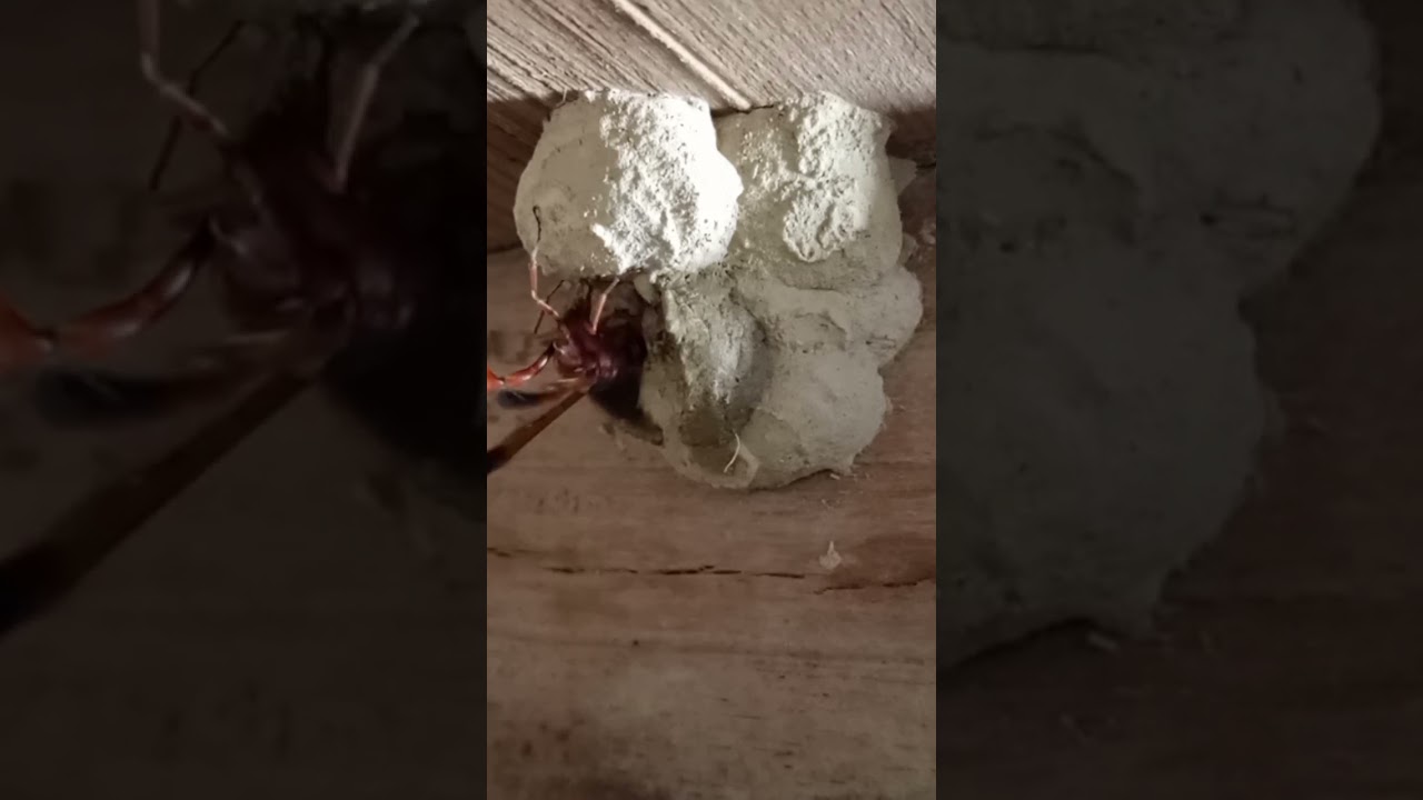 The Art of Insect Construction 