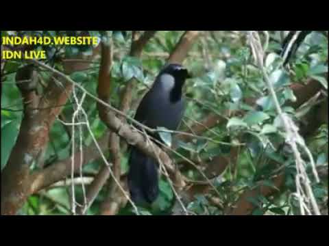 Kicau Burung poskay mandarin yg merdu
