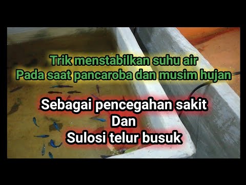 Video: Cara Menghangatkan Air