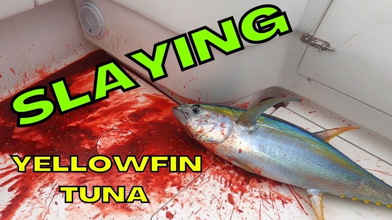 YELLOWFIN TUNA On The Troll Late Season Tuna Run Worth The Run