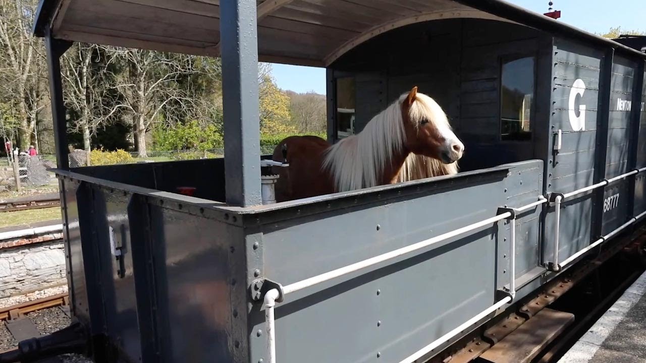 Ponies Ride Steam Train For A Day Of Sightseeing - YouTube