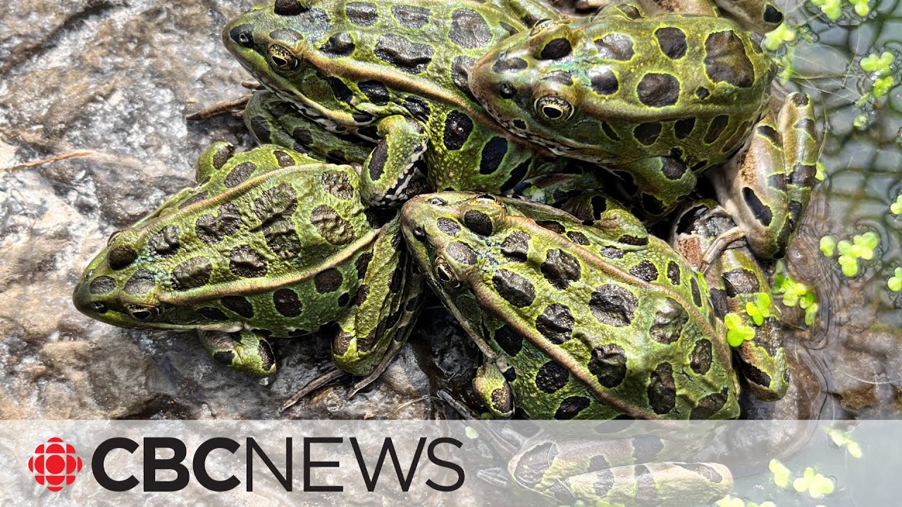 How the Edmonton Valley Zoo is helping to save an at-risk species