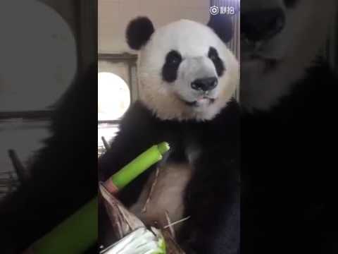  panda lagi makan bambu lucu bgt YouTube