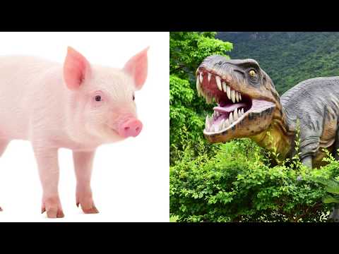 LBTV - Pigs and Dinosaurs - LBTV - Pigs and Dinosaurs