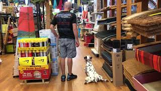 2 Year Old Dalmatian, Sage| Off Leash K9 Training| Springfield Dog Trainers|