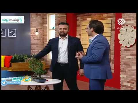   هرس و نگهداری بونسای نارون آموزش بونسای در شبکه دو مدرس علیرضا خورشیدی