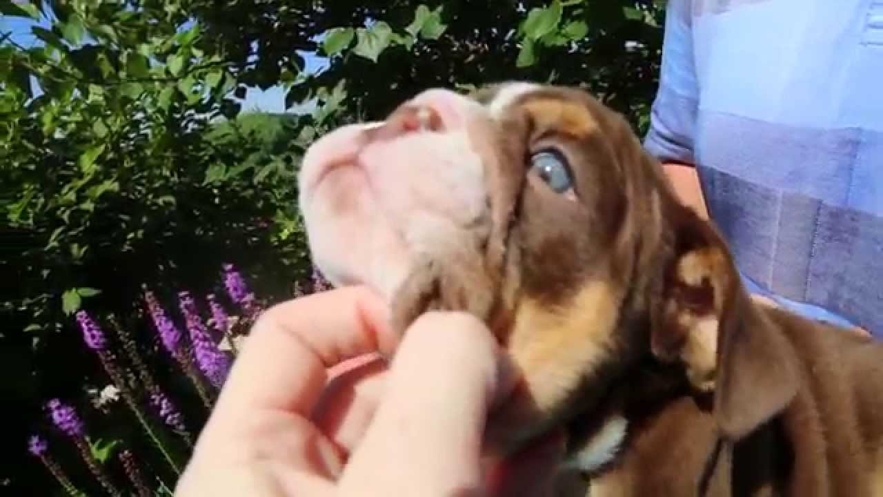 SHRINKABULL BEAUTIFUL CHOCOLATE ENGLISH BULLDOG PUPPIES