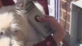 Lost Pet Eastbank Library Offers New Microchip Scanning Stations for Reunions