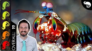 Mantis Shrimp, The Best Pet Crustacean?