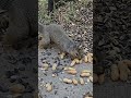 Shy squirrel comes for peanuts close to me #short #squirrel #squirrelwatching