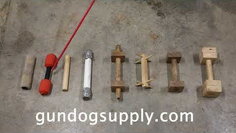 -DUCK DOG TRAINING- (Force Fetch)