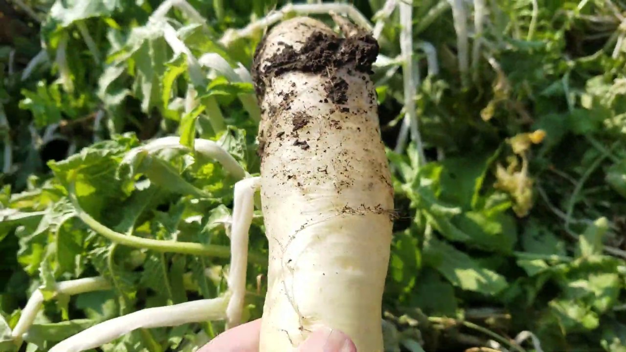 Radish and Winter Pea Test Plot Update