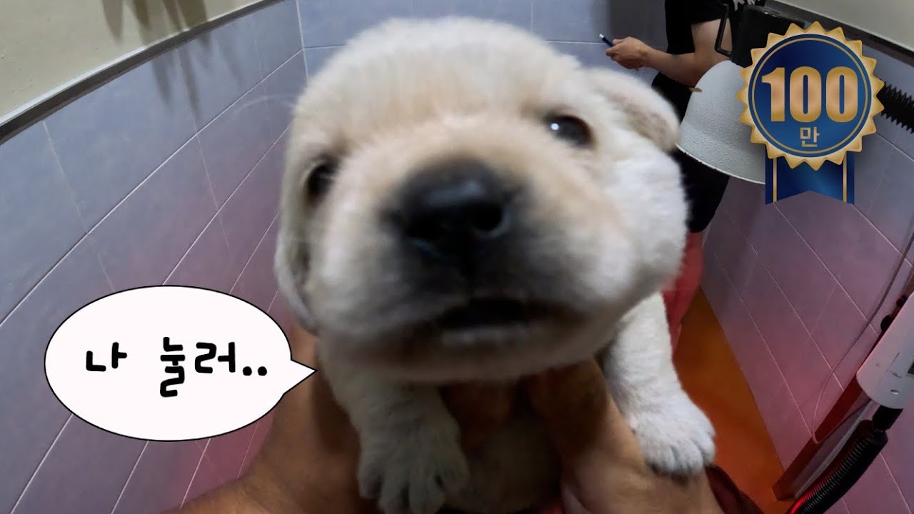 이 가나디는 커서 군견이 됩니다  [군견이 되 ep.2]