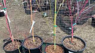 Episode 47: Winter Interest Coral Bark Maples