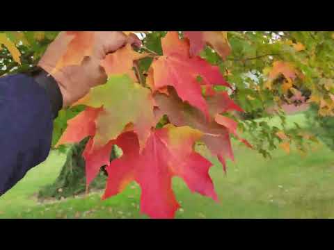 Sugar Maple (Acer saccharum) aka Hard Maple, mature specimen with fall colour in Sherwood Park, AB
